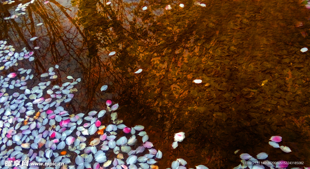 水中樱花花瓣