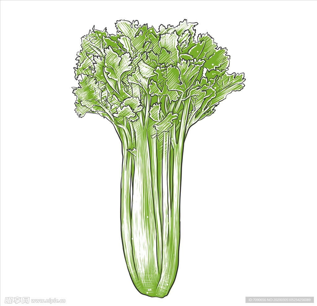 彩色素描蔬菜
