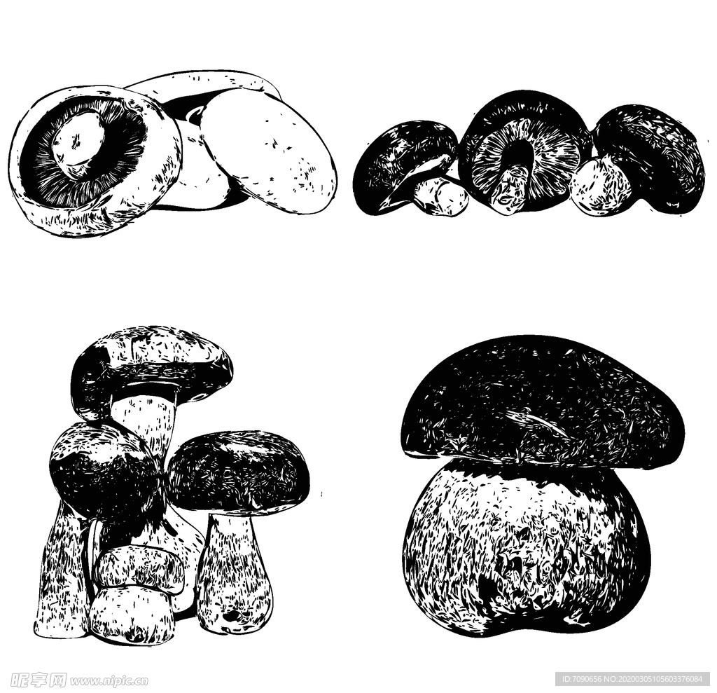 素描菌菇