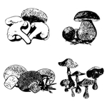 素描菌菇