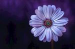 小雏菊