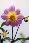 小雏菊