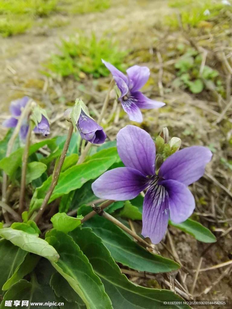紫花地丁