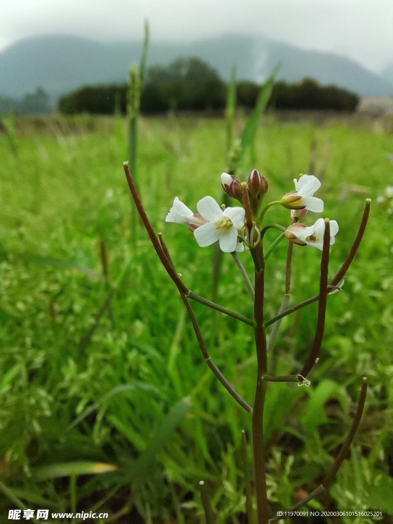 碎米荠花