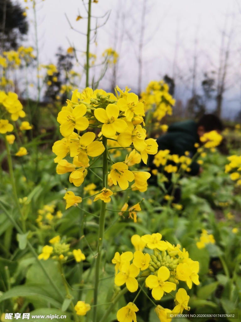 小黄花