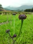 紫色小野花