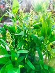 油菜