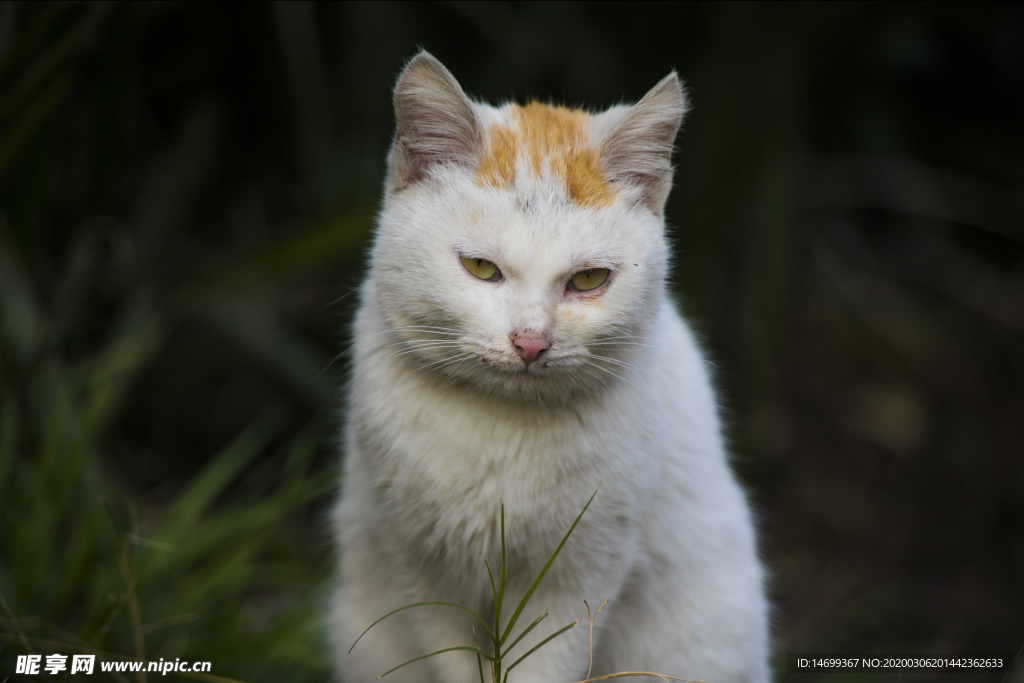 猫咪