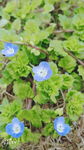 小花