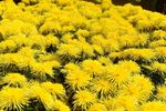 菊花龙爪菊