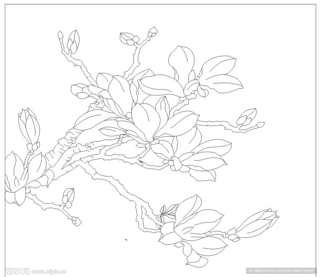 玉兰花