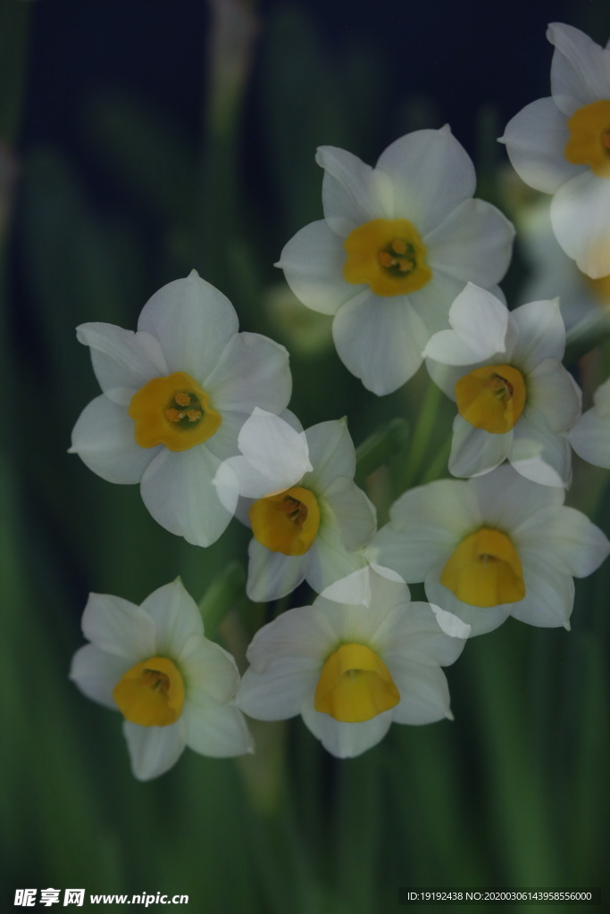 水仙花 二次拍摄