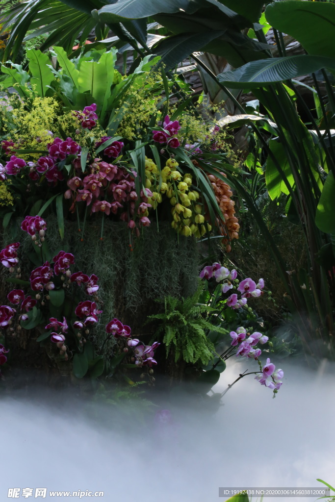 水雾兰花风景