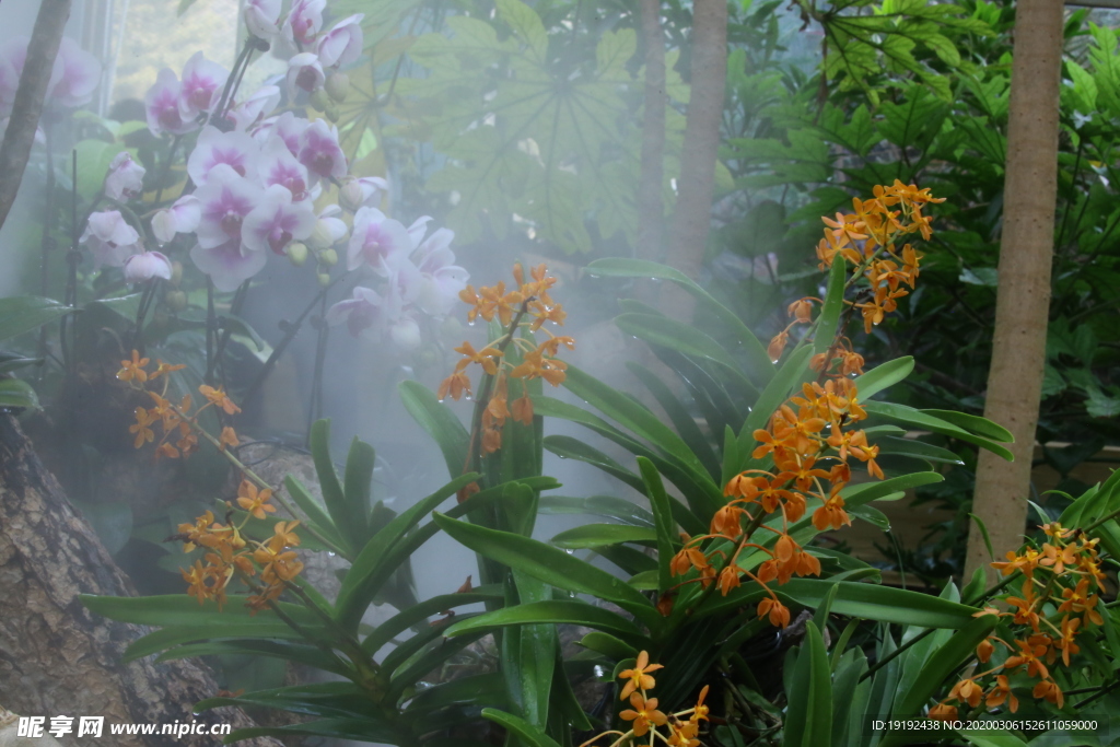 水雾兰花风景