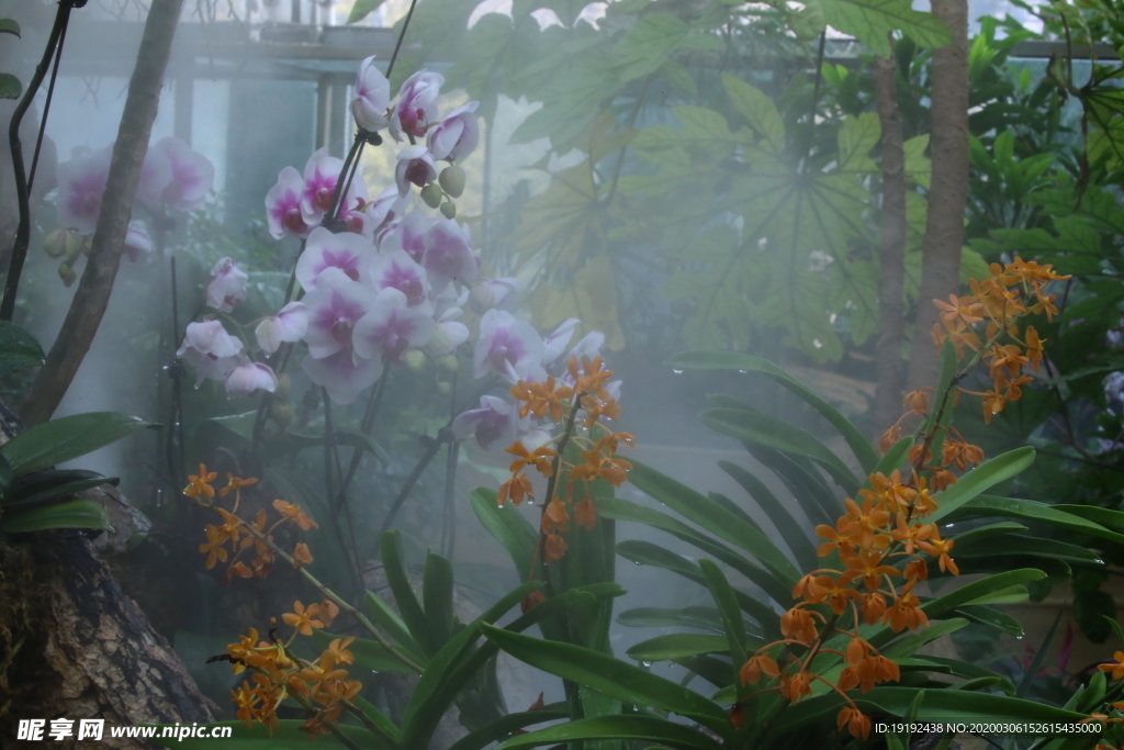 水雾兰花风景