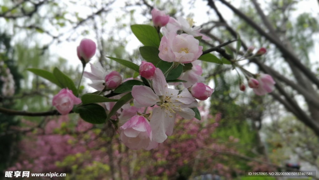 桃花