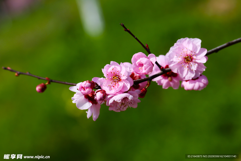 梅花