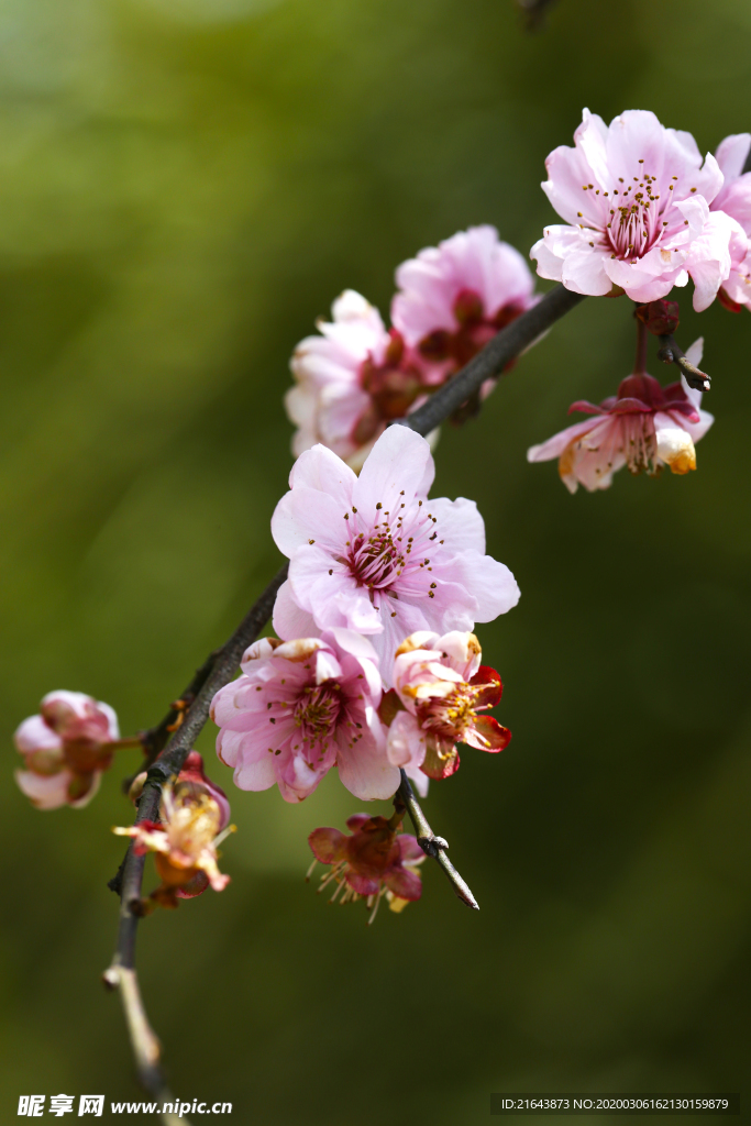 腊梅花