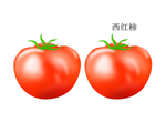 西红柿插画