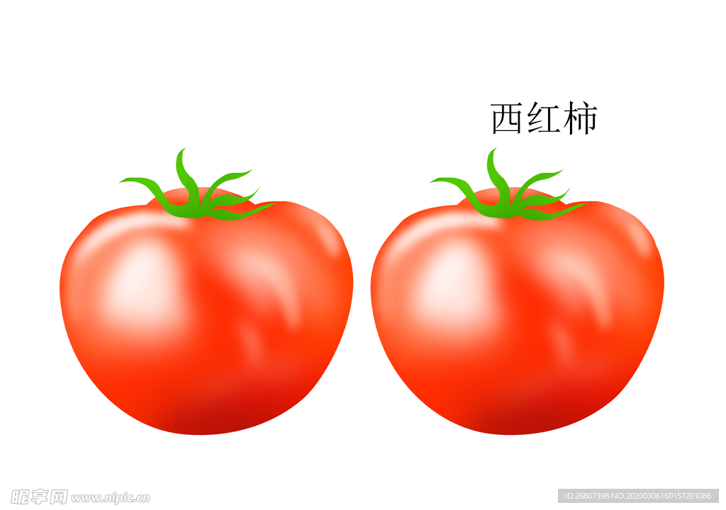 西红柿插画