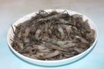 河虾