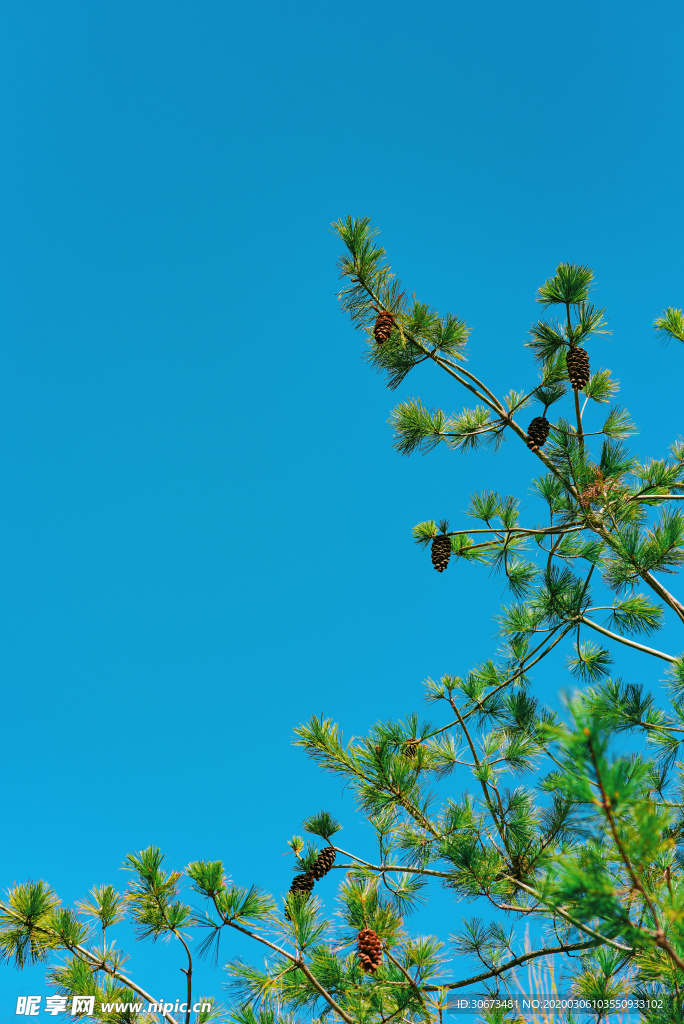 蓝天与翠绿的松树