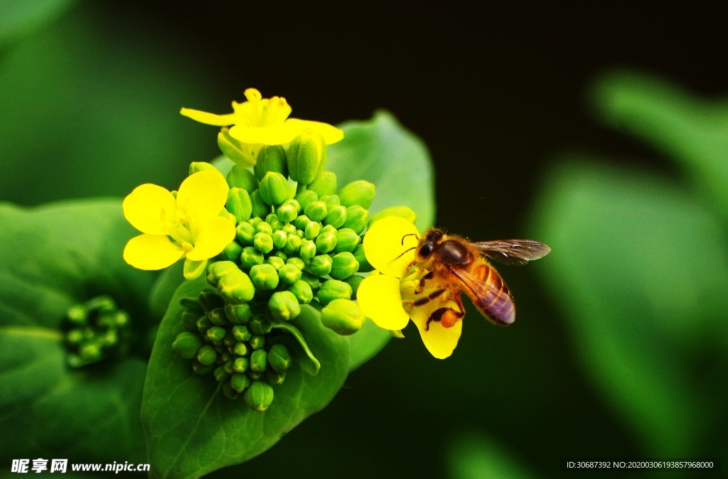 蜜蜂与油菜花