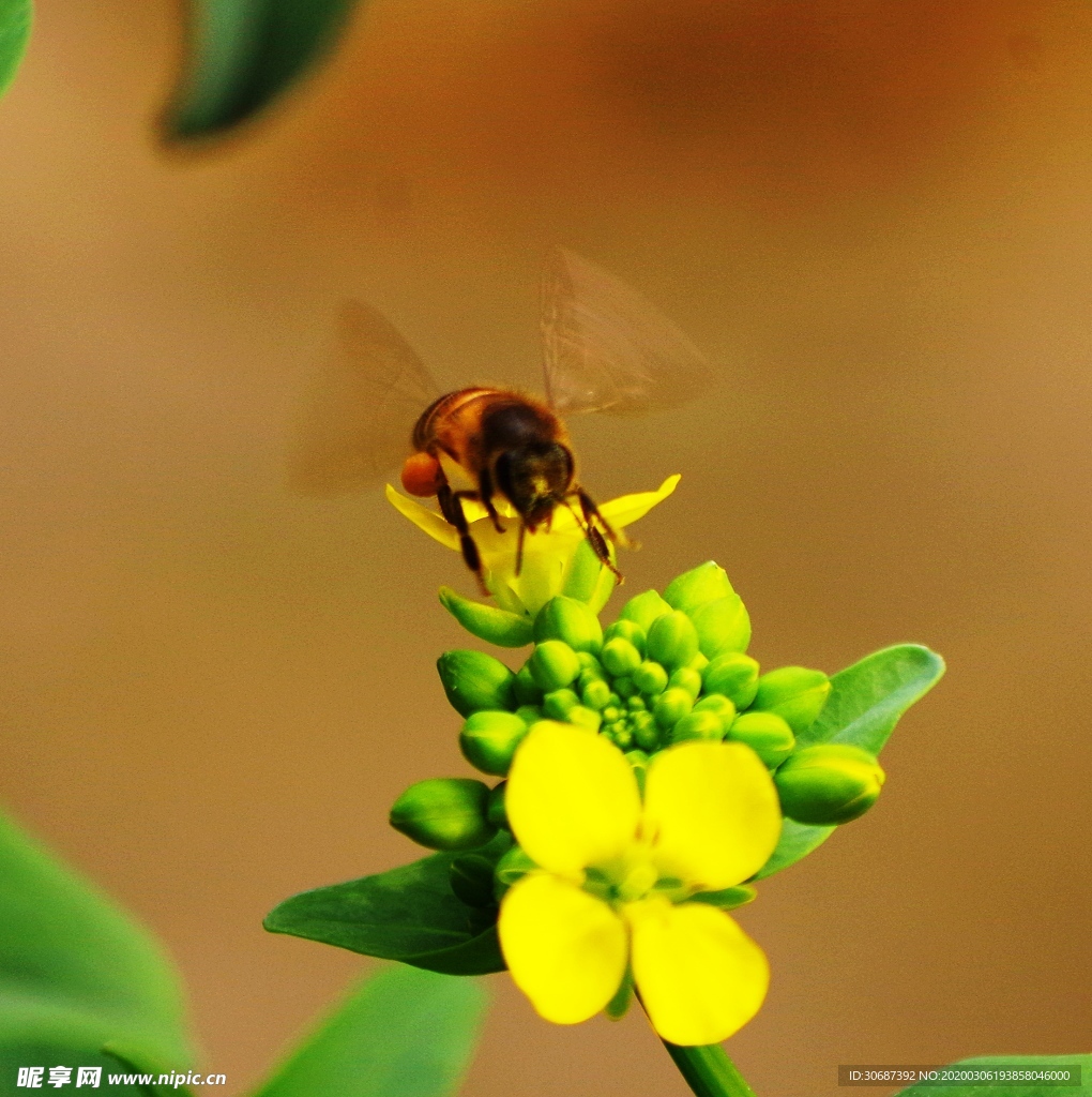 蜜蜂与油菜花