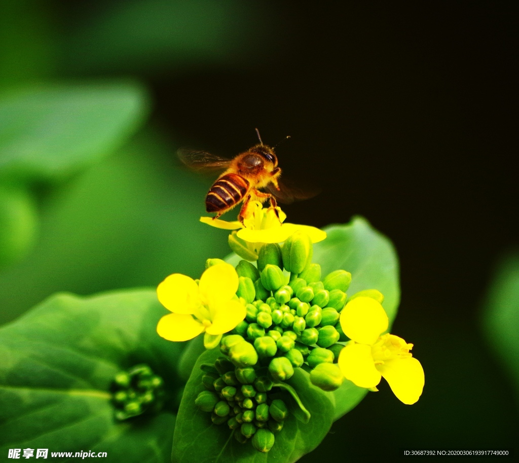 蜜蜂与油菜花