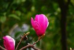 玉兰花（红色）