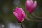 玉兰花（红色）