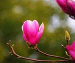玉兰花（红色）