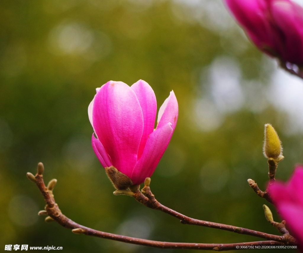 玉兰花（红色）