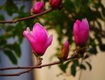 玉兰花（红色）