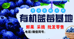 蓝莓