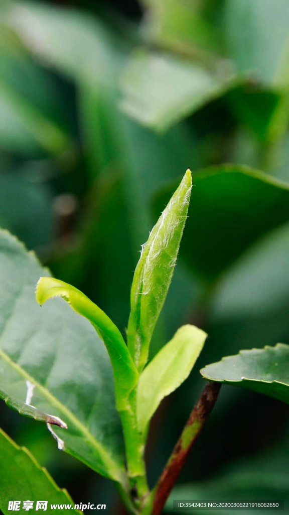 茶芽