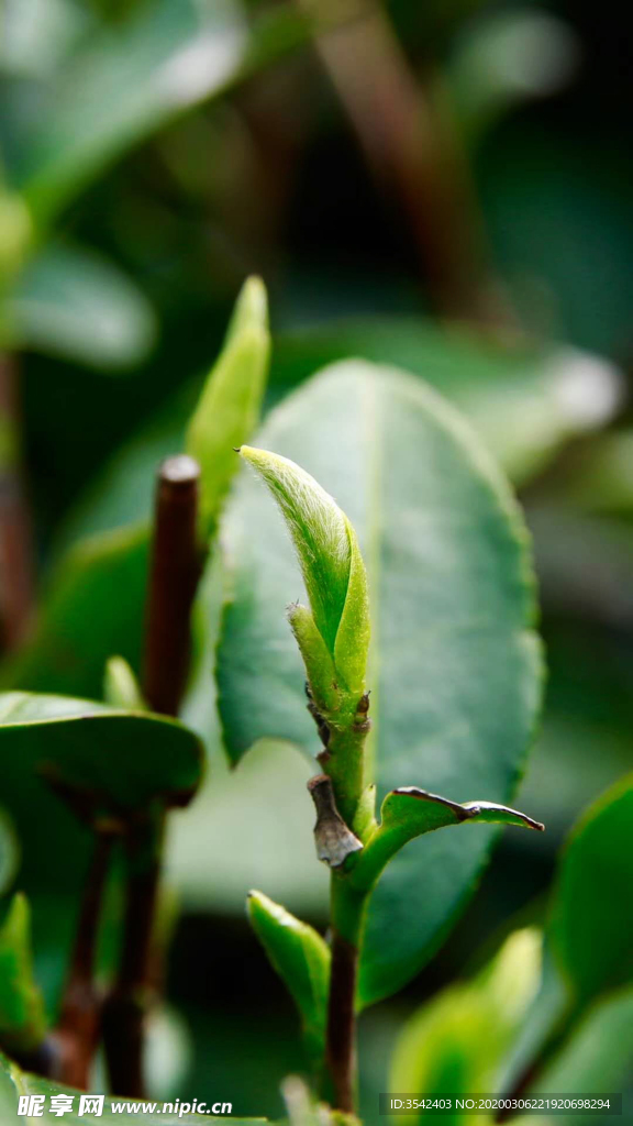 茶芽