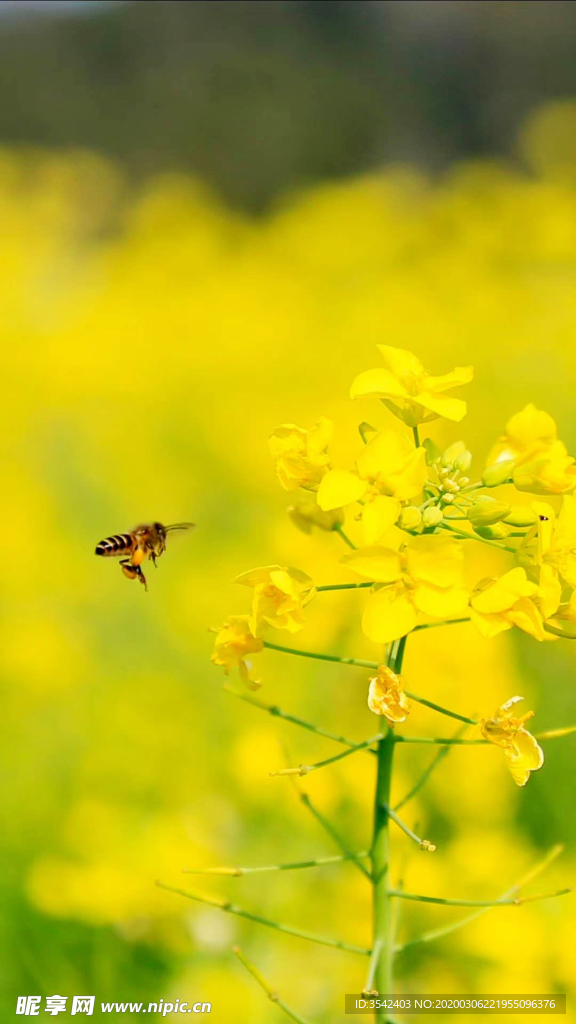 油菜花