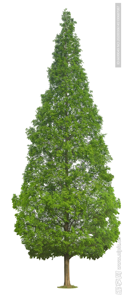 园林植物