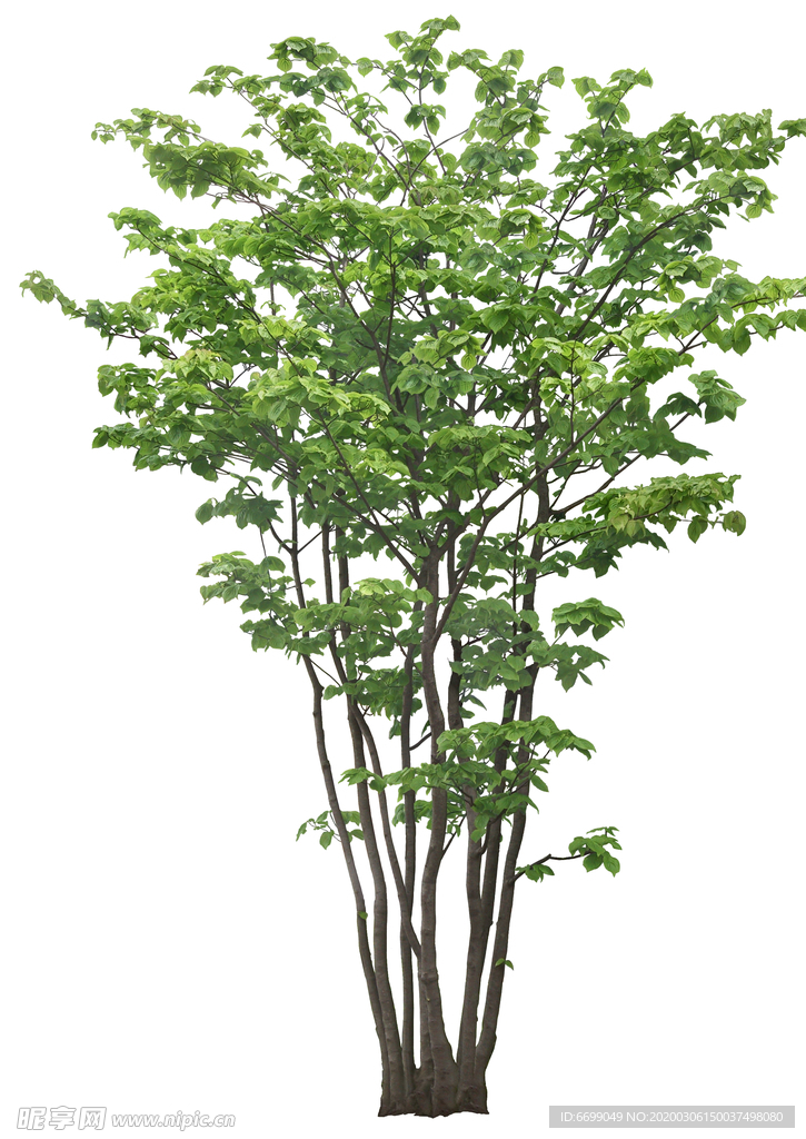 园林植物