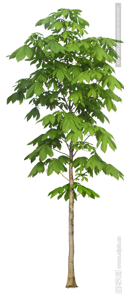 园林植物