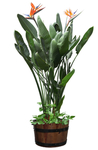 园林植物