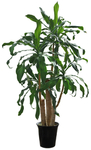园林植物
