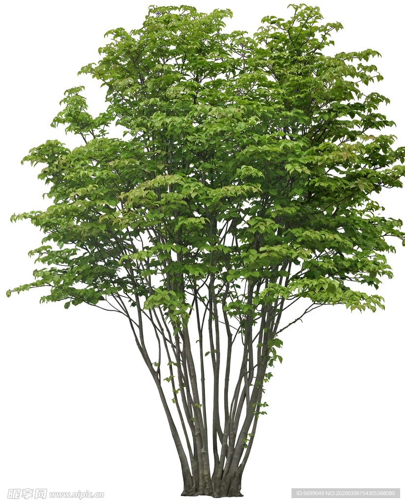园林植物