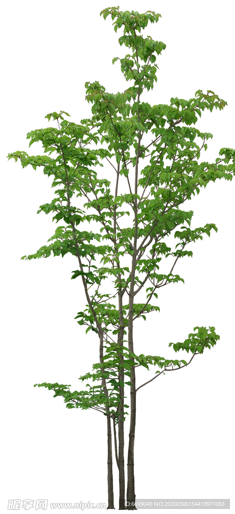 园林植物