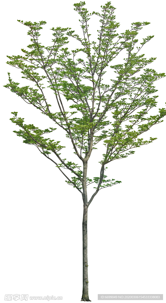 园林植物