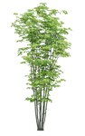 园林植物