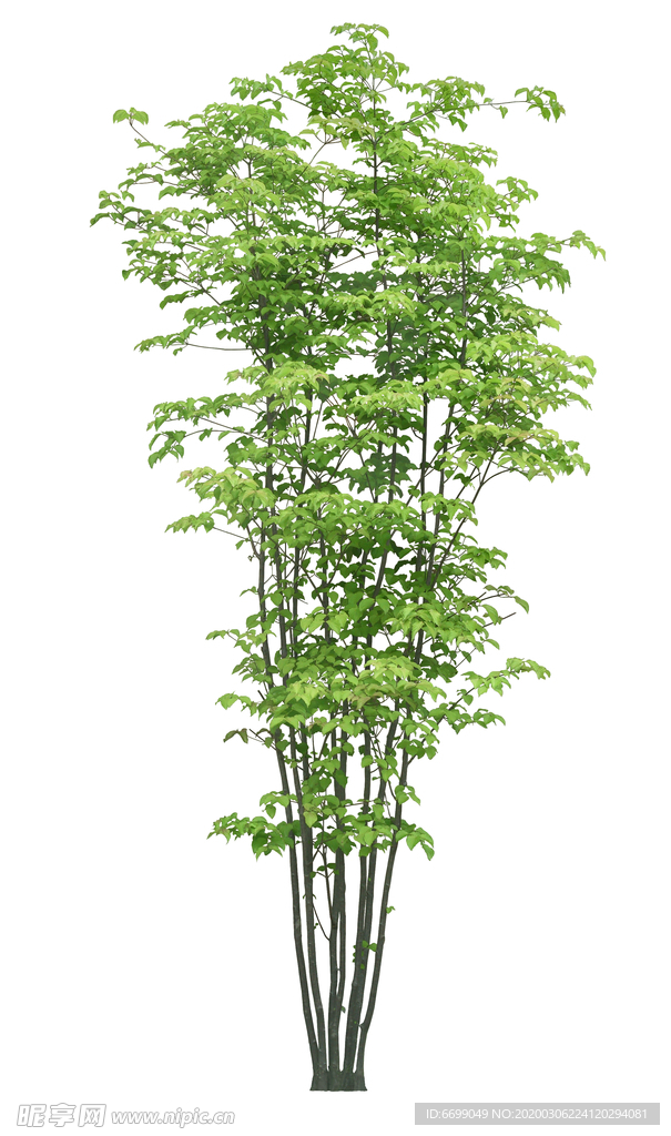 园林植物