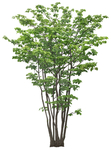 园林植物