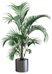 园林植物